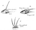 Die Gartenlaube (1897) b 594.jpg Sperrvorrichtungen an Stacheln der Fische