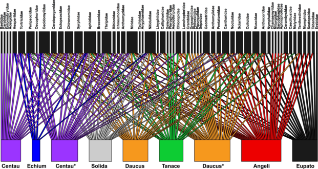 Bipartite plot for the COI gene, showing from which plants each arthropod family is obtained. Plant names: Angeli (Angelica archangelica), Centau (Centaurea jacea), Daucus (Daucus carota), Echium (Echium vulgare), Eupato (Eupatorium cannabinum), Solida (Solidago canadensis), Tanace (Tanacetum vulgare).[1]