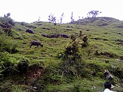 Buffaloes grazing in Dudhatoli