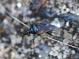 Elatophilus nigricornis