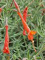 Epilobium canum angustifolium0. jpg