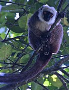 Brown and white lemur