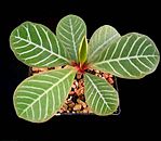Euphorbia leuconeura3 ies.jpg