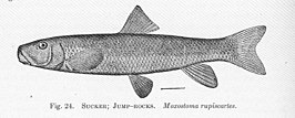 Moxostoma rupiscartes