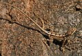fan-throated lizard (Sitana ponticeriana) at Pocharam Lake, Telangana