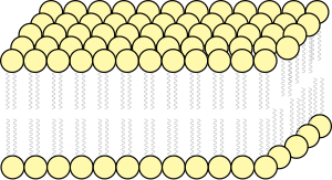 Fluid Mosaic model of cell membrane