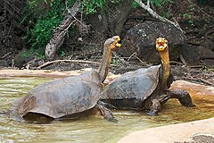 Description de l'image Galapagos dominance display.jpg.