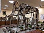 Skelett av förhistorisk elefant