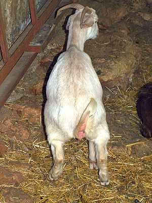 A goat urinating on the organic farm located o...