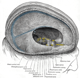 Твёрдая мозговая оболочка и её продолжения, а также головной мозг. Визуализация при помощи удаления правой половины черепа. Вена Галена показана внизу слева.