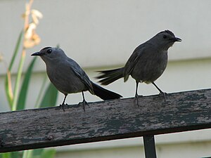 Gray Catbird mother and child