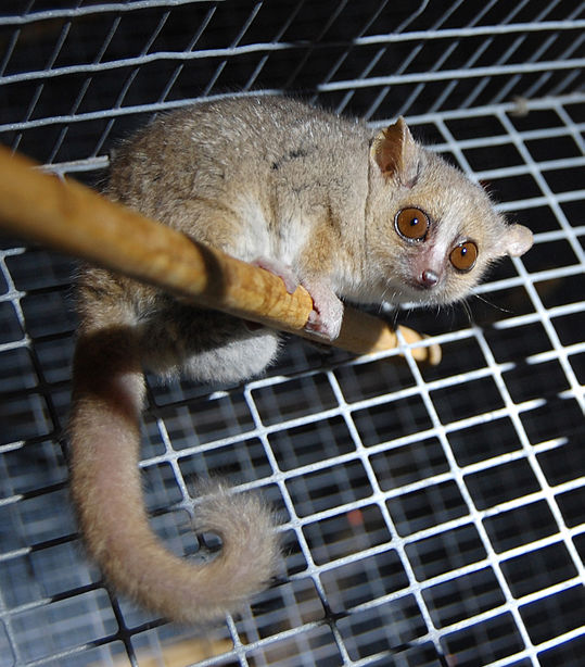 Ficheiro:Gray Mouse Lemur 1.JPG