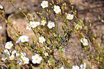 Miniatura para Halimium umbellatum