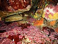 Haliotis rubra frequently choose to shelter in fairly tight crevices