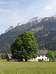 Sommerlinde (Tilia platyphyllos)