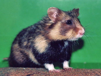 Hamster Commun