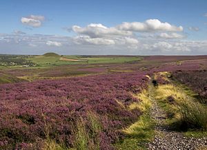 Heather moorland