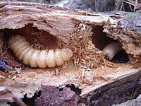 Huhu larvae in wood