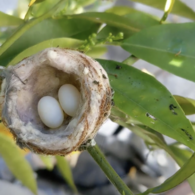 آشیانه و تخم‌ها در سن خوزه، کالیفرنیا