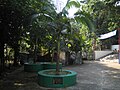 2011年1月時的桄榔樹