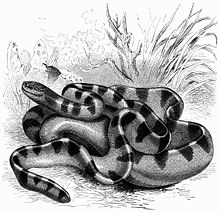 Annulated sea snake, H. cyanocinctus