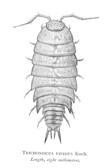 Hyloniscus vividus