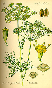 Dill Seed