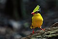 Indochinese green magpie