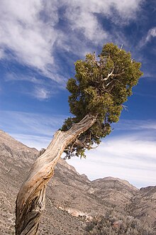 Juniperus osteosperma í Nevada, Bandaríkjunum