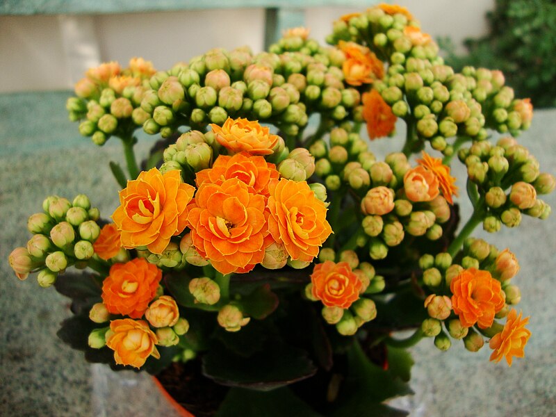 Arquivo: Kalanchoe blossfeldiana var.  Calandiva (2). Jpg