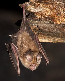 Khajuria's Leaf-nosed Bat (Hipposideros durgadasi) .jpg