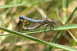 Kleine Blaupfeile im Paarungsrad (Orthetrum coerulescens)