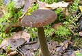 Lactarius lignyotus