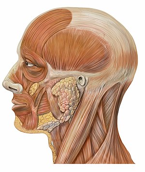 Head lateral anatomy