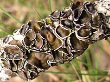 Brownish, leathery cup-like structures growing on a tree branch