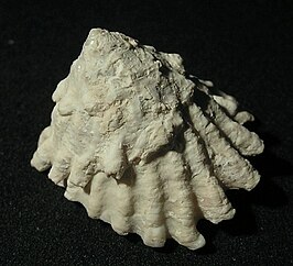 Lithopoma tectum