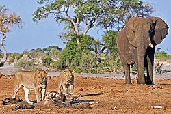 Jeune éléphant ayant été la proie de lionnes à Savuti