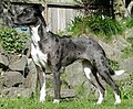 Louisiana Catahoula Leopard Dog