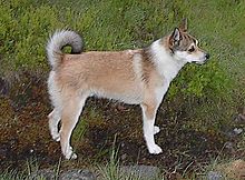 Lundehund-2003.jpg