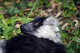 Maki Vari noir et blanc