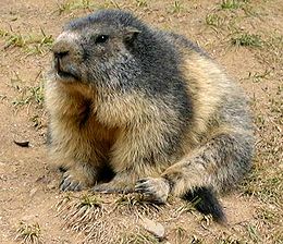 Alpinis švilpikas (Marmota marmota)