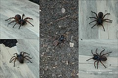 Description de l'image MelbourneTrapdoorSpider-composite-scale.jpg.