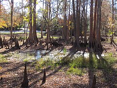 Neumatóforos del ciprés calvo (Taxodium distichum).