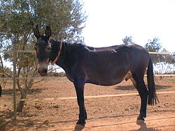 A mule in Spain