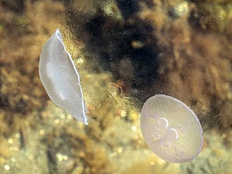 Due meduse quadrifoglio che disturbano il picnoclino nello strato d'acqua superiore del fiordo di Gullmarn, Svezia