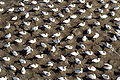 طيور الأطيش الأسترالية في مستعمرة موريواي في نيوزيلندا