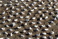 Nesting Gannets ( Morus serrator species) at t...