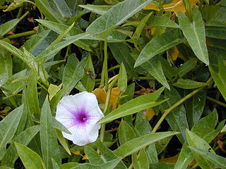 Tanaman kangkung