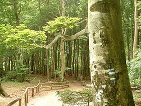 The beech forest