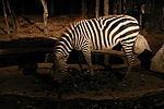 Seekor zebra di Chiang Mai Night Safari, Thailand.